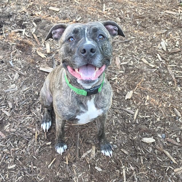 Swirl - American Pit Bull Terrier