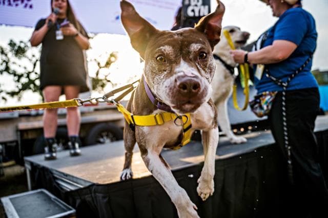 Forest - American Pit Bull Terrier
