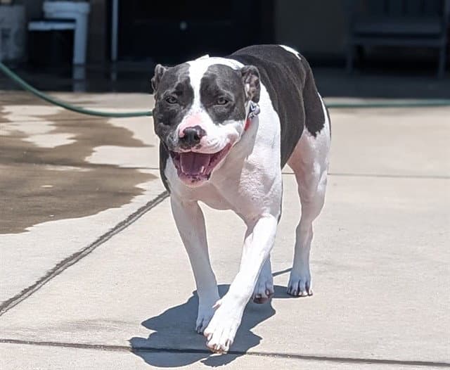 Wilma - American Pit Bull Terrier