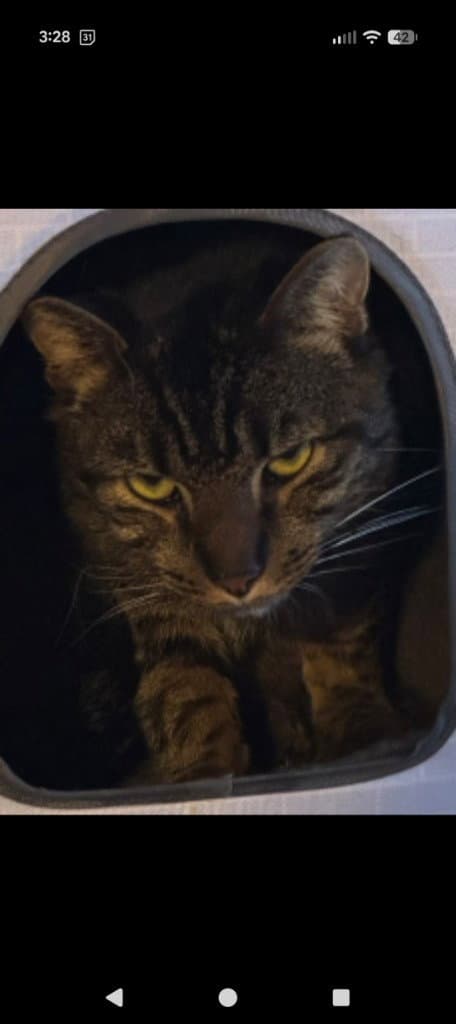 Atlas - Domestic Short Hair