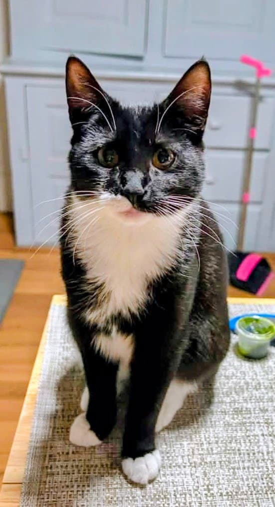 Oreo - American Shorthair