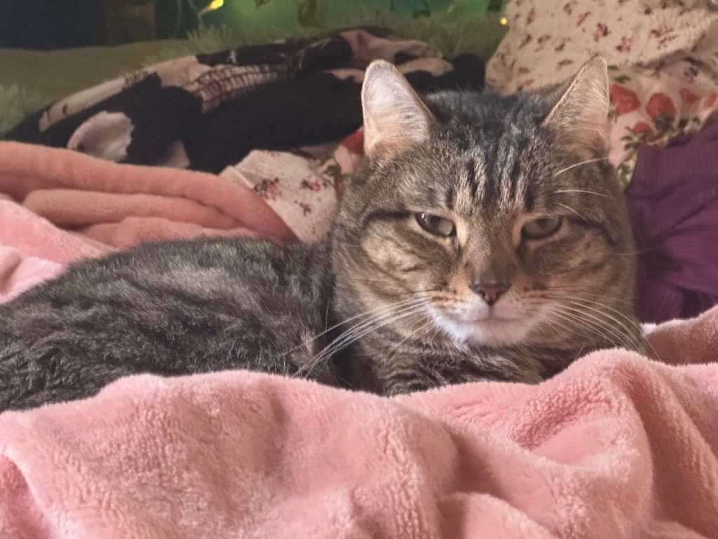 Sandman - Domestic Short Hair