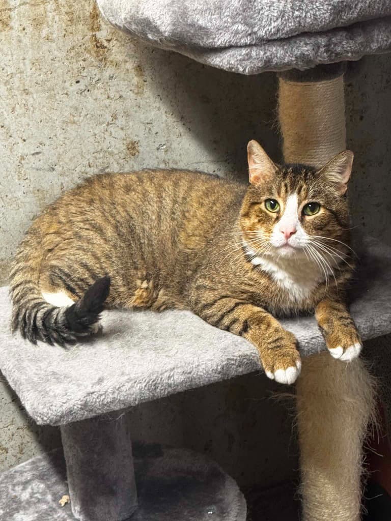 Banshee - American Shorthair