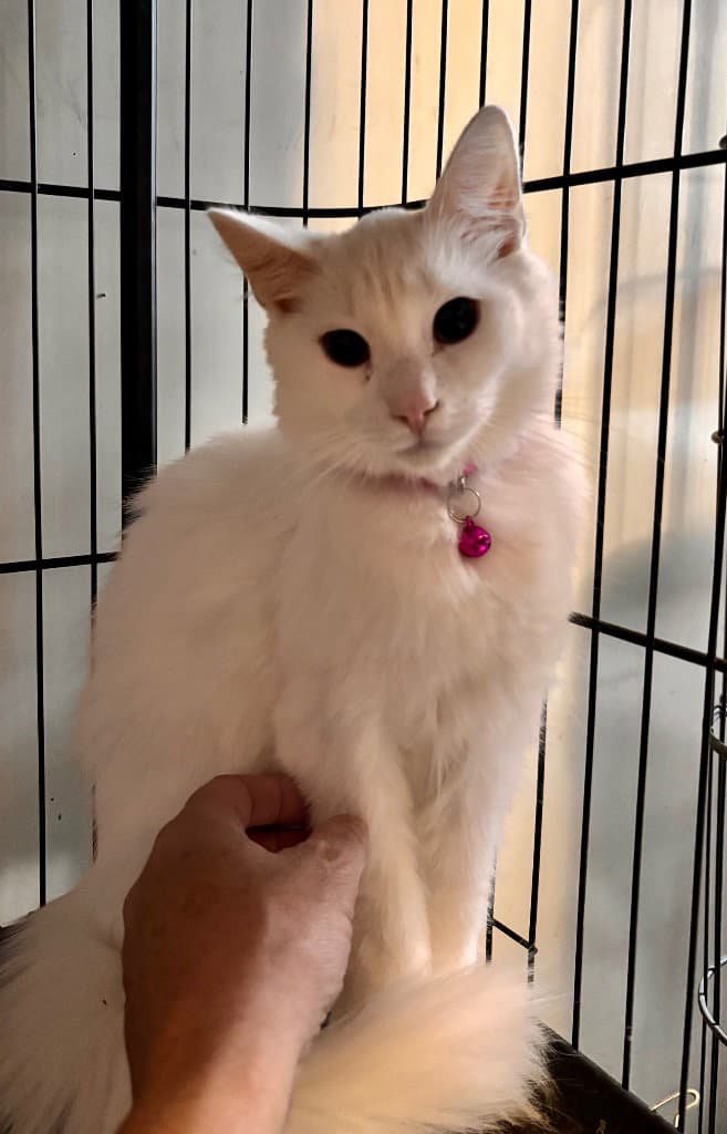 Maxon  Pink - American Shorthair