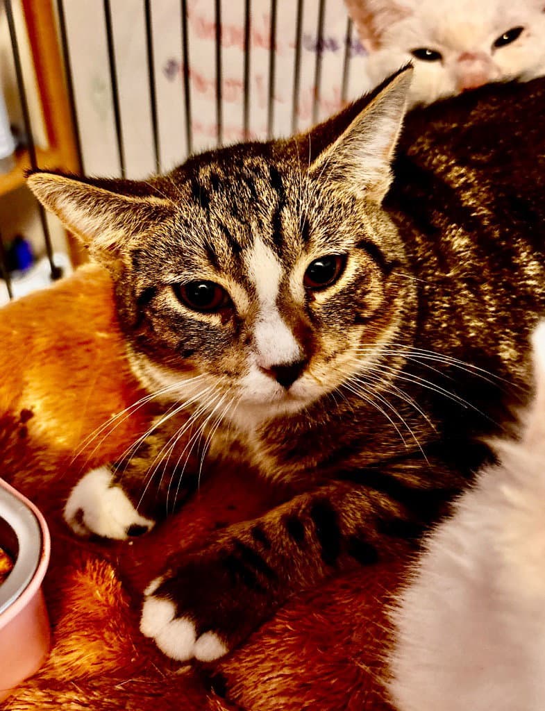 Maxon  Belinda - American Shorthair