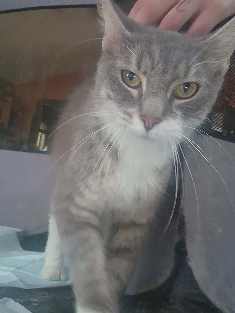 Lollipop - Domestic Short Hair
