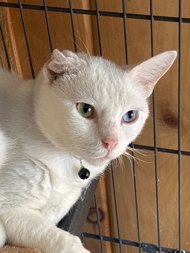 Maxon  Black - American Shorthair