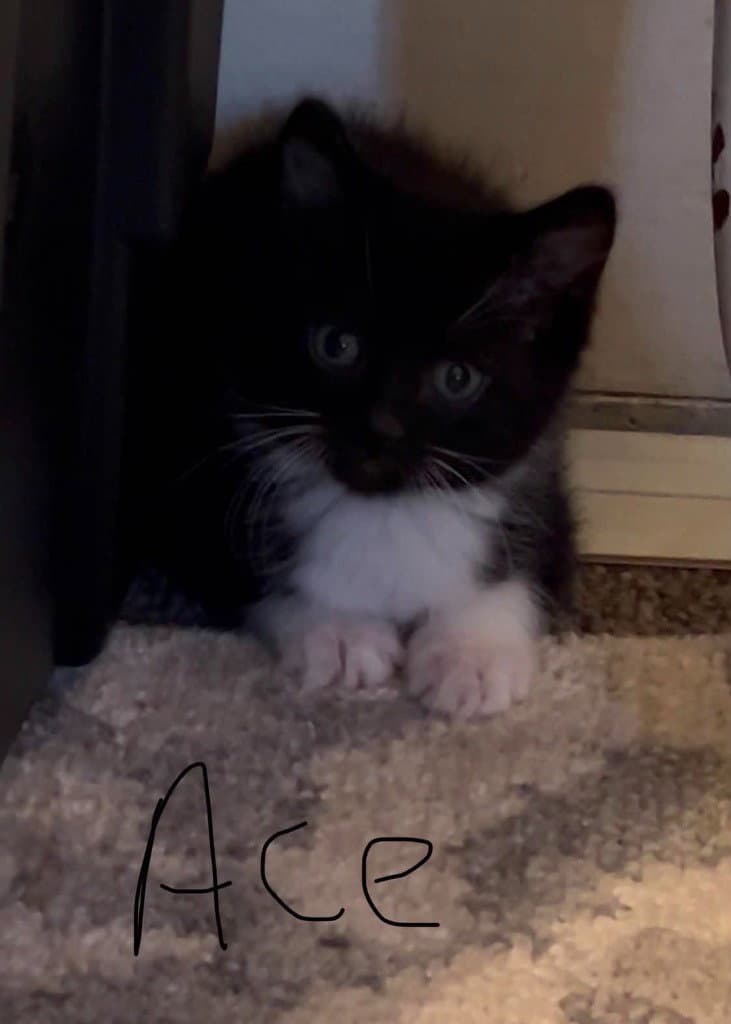 Ace - American Shorthair