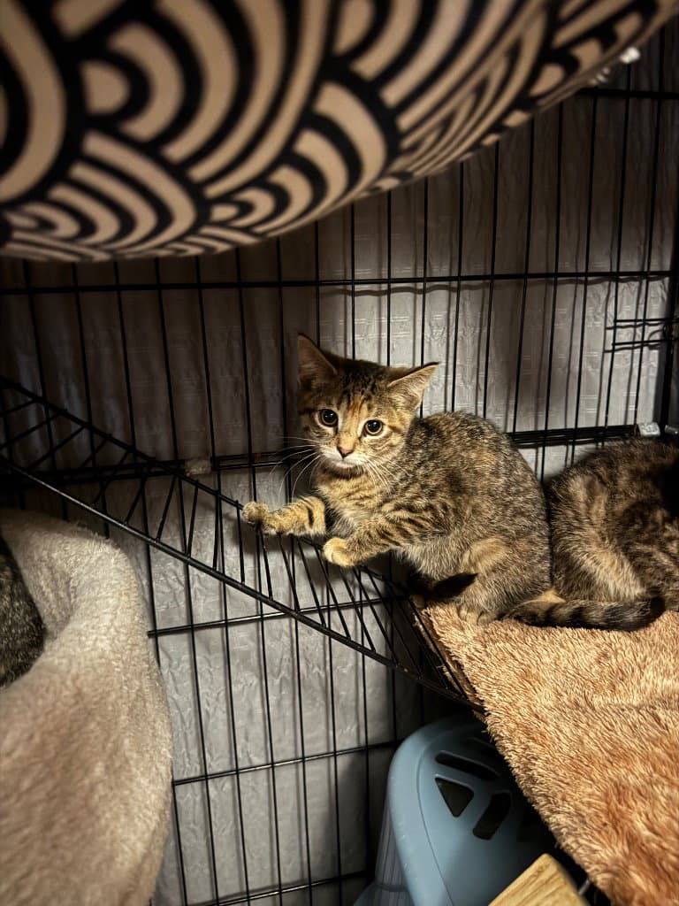 Rain - American Shorthair