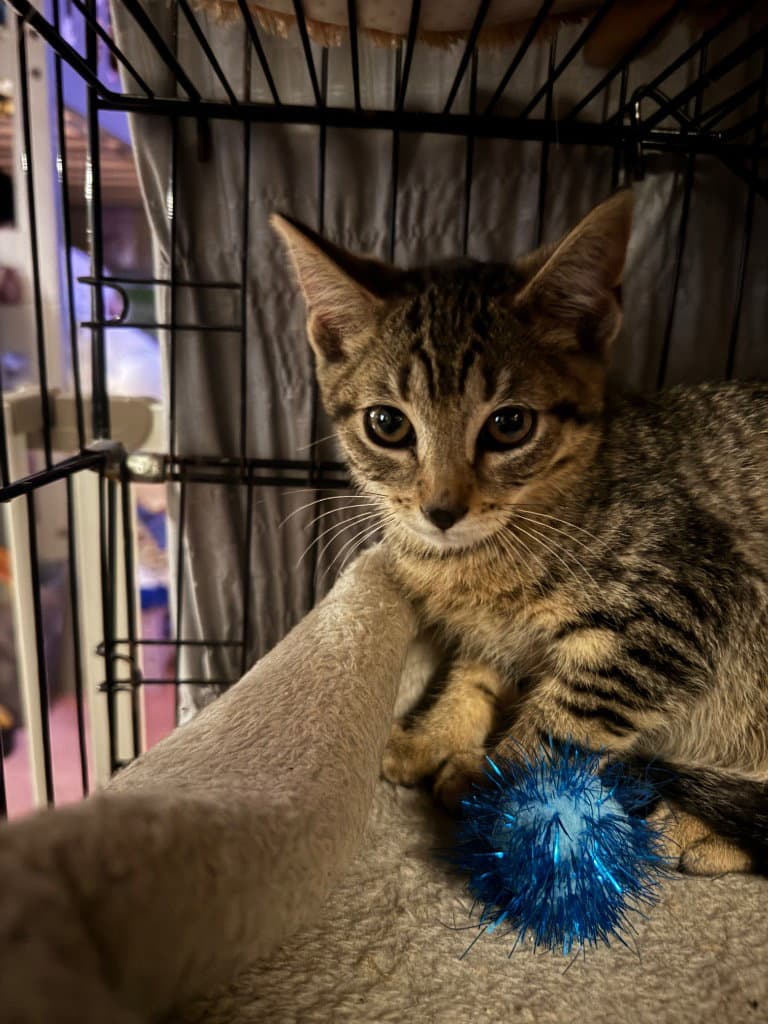 Rocco - American Shorthair
