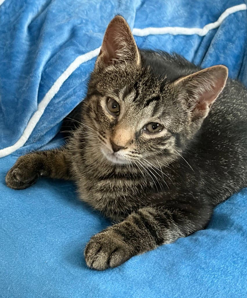 Rumi - Domestic Short Hair