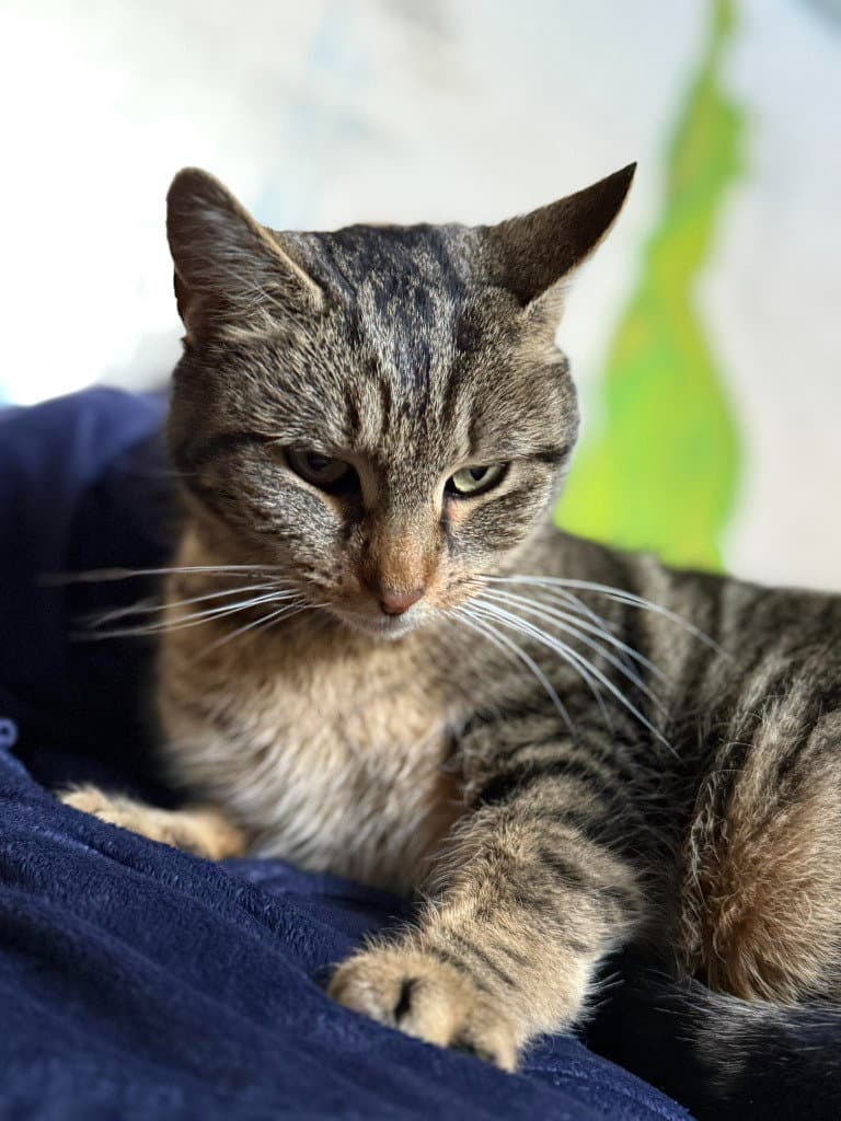 Kiwi - Domestic Short Hair