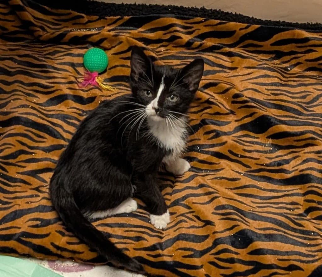 Hasbro - American Shorthair