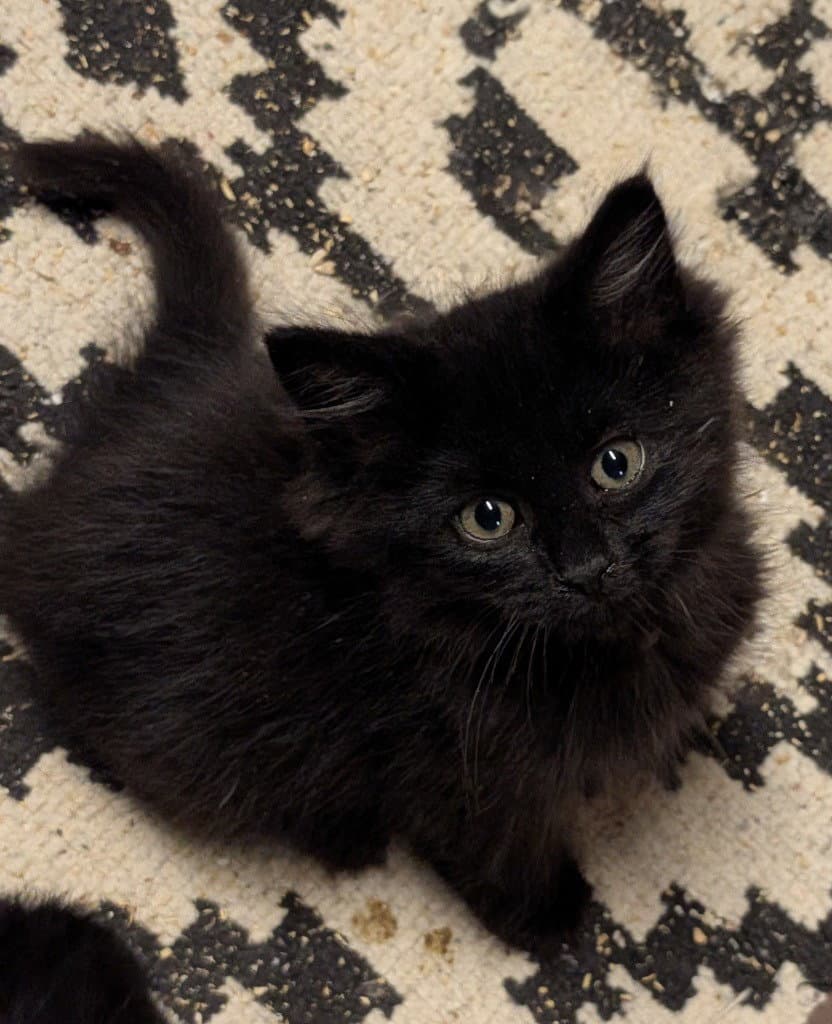 Coleman - Domestic Long Hair