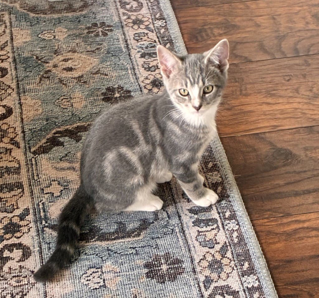 Oscar - American Shorthair