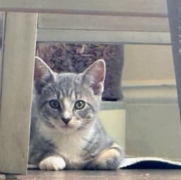 Oscar image 2