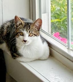 Felix image 1