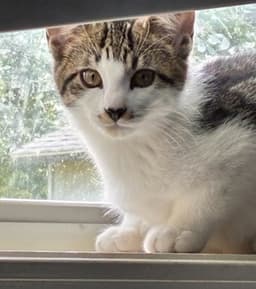 Felix image 2