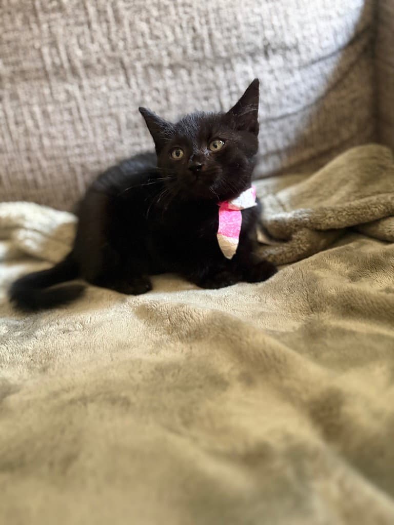 Stevie - American Shorthair