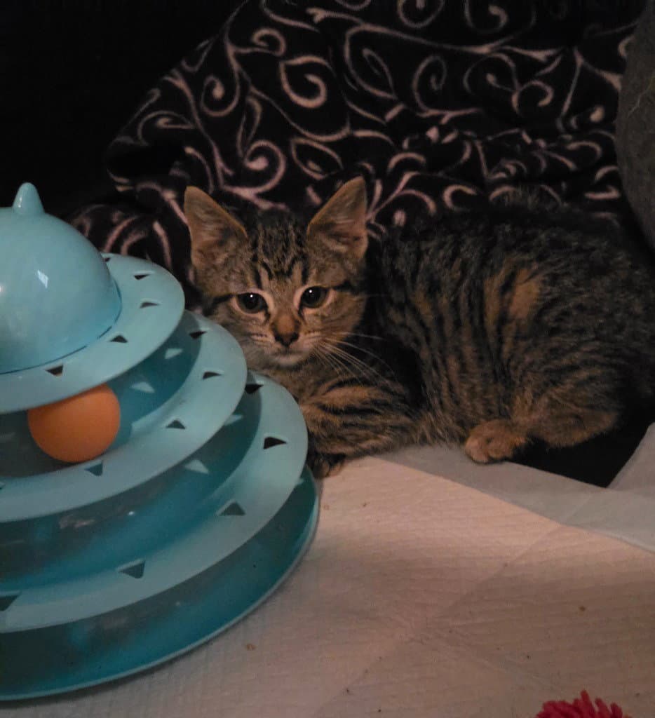 Thelma - American Shorthair