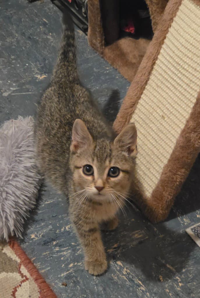 Louise - American Shorthair