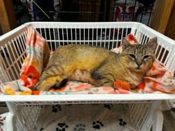 Abby The Tabby image 1