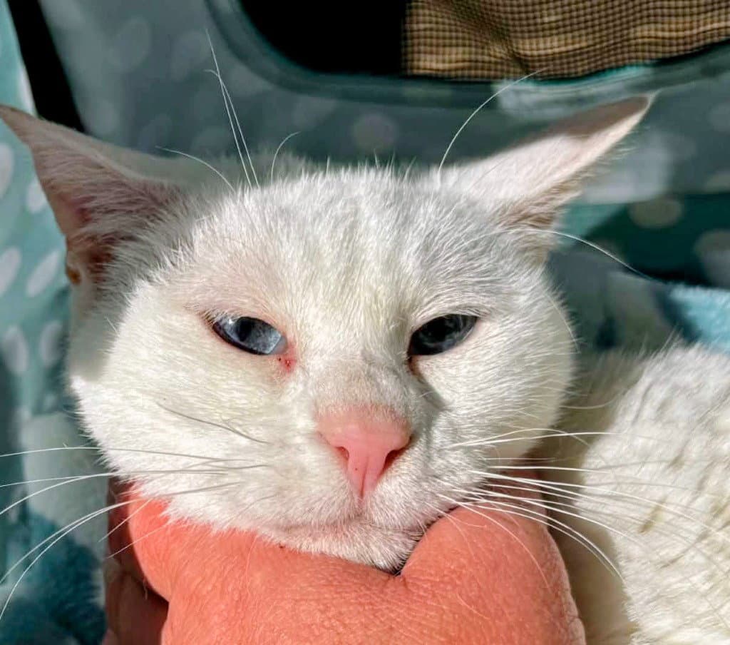 Cosmo - Domestic Short Hair