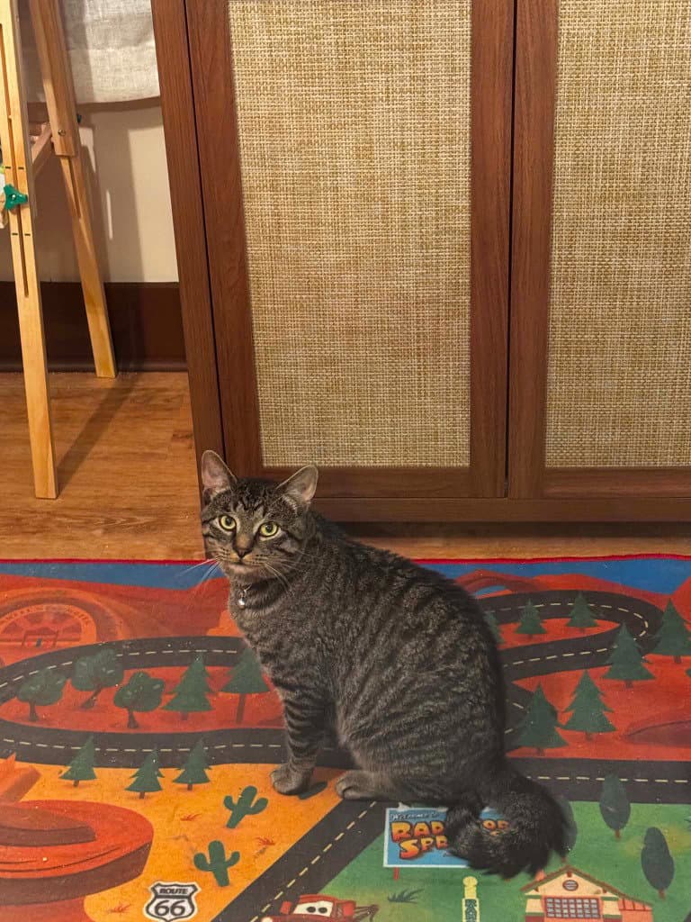 Larry - American Shorthair