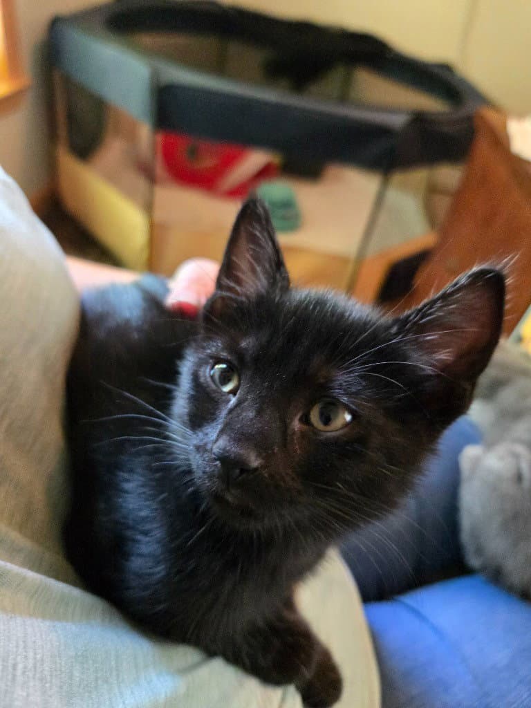 Alice - Domestic Short Hair