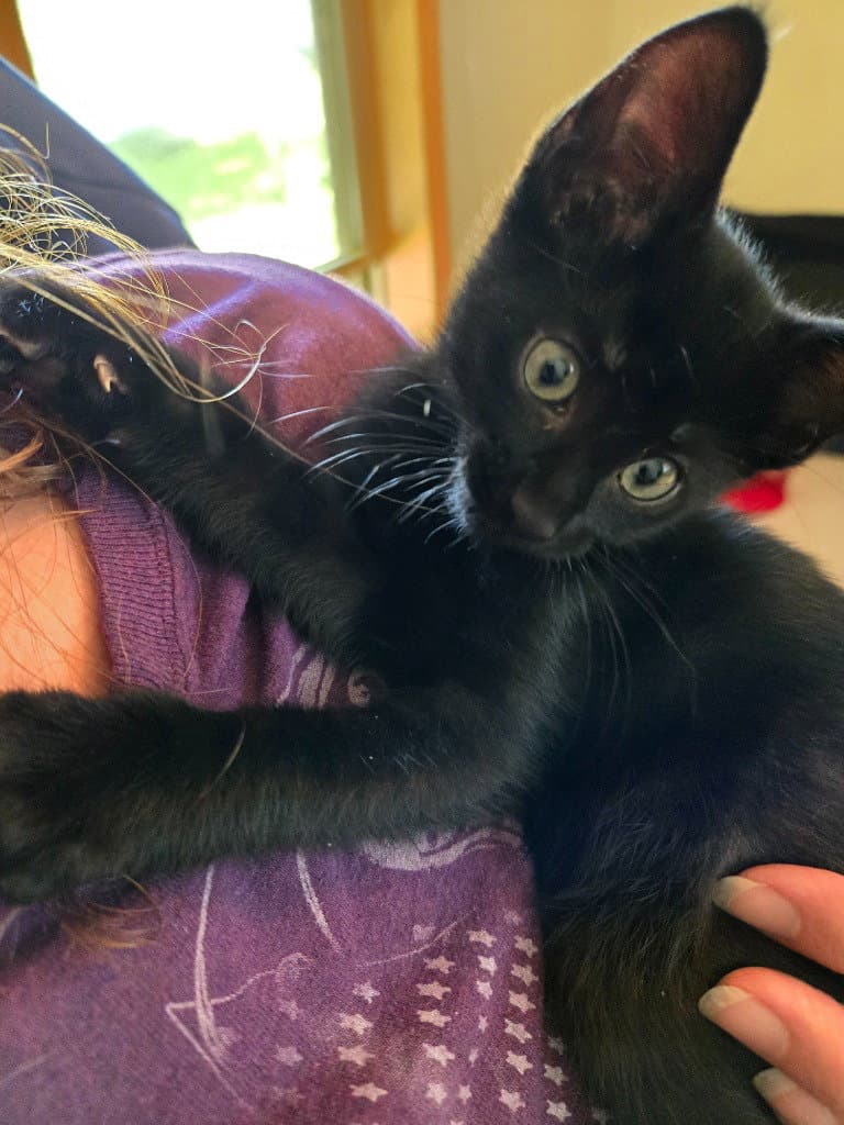 Peeper - Domestic Short Hair