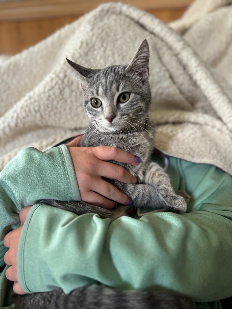 Gracie - American Shorthair