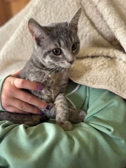 Gracie image 2