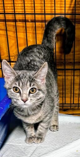 Gracie image 3