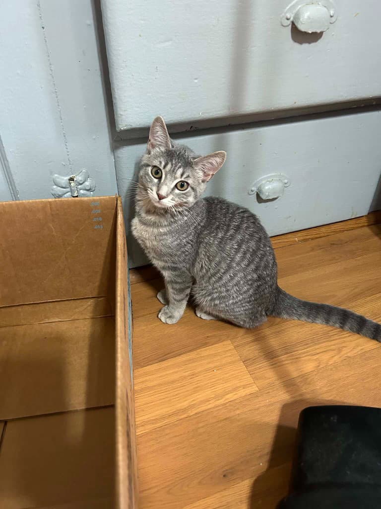 Gracie - American Shorthair