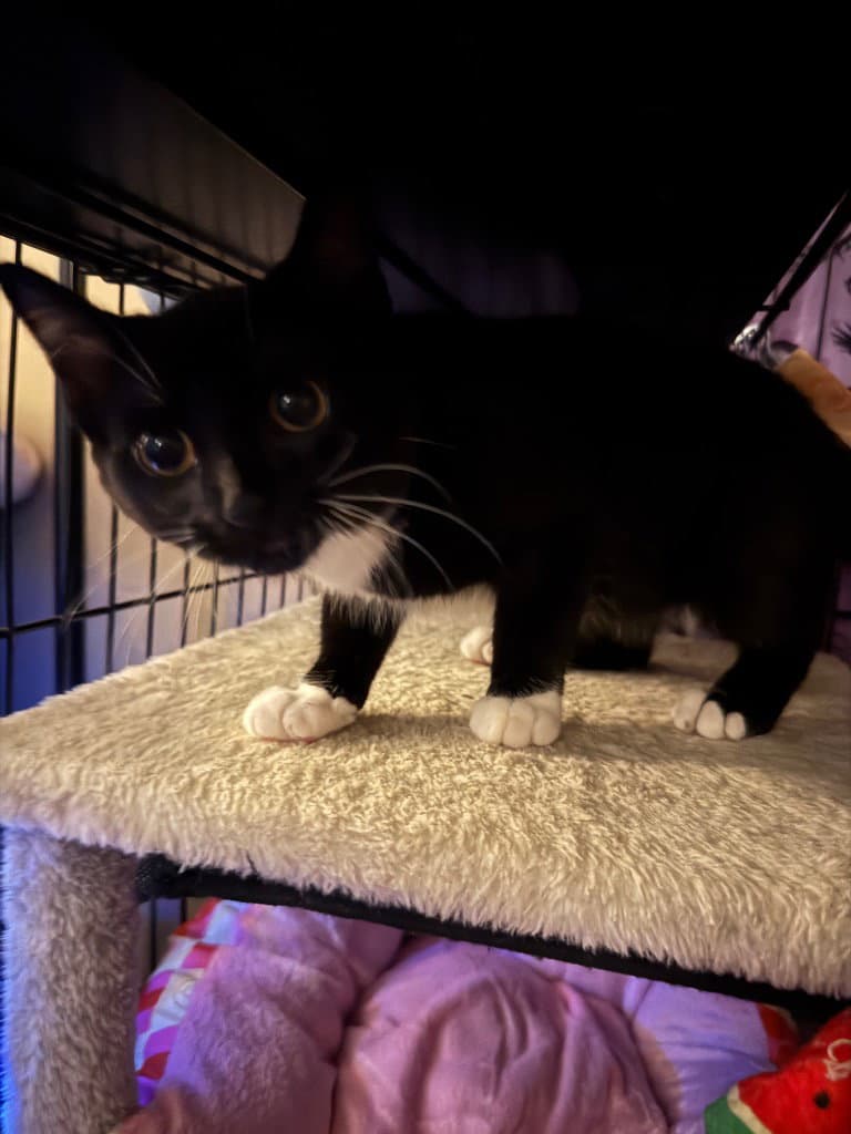 Asuka - American Shorthair
