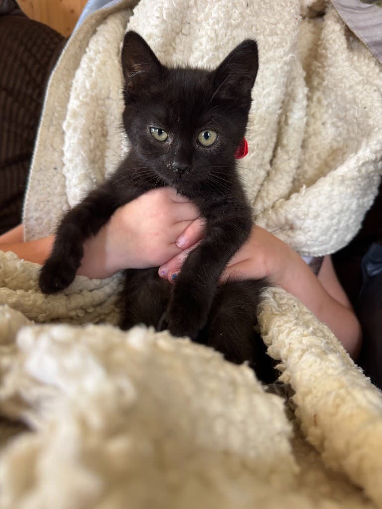 Cayenne - American Shorthair