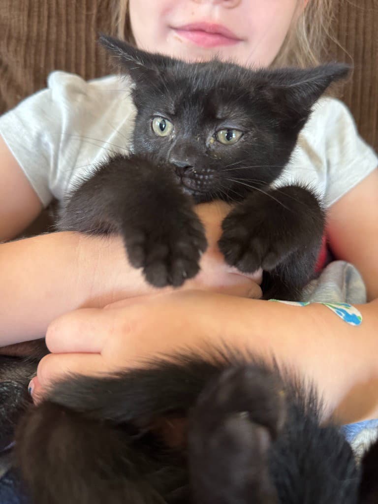 Fresno - American Shorthair