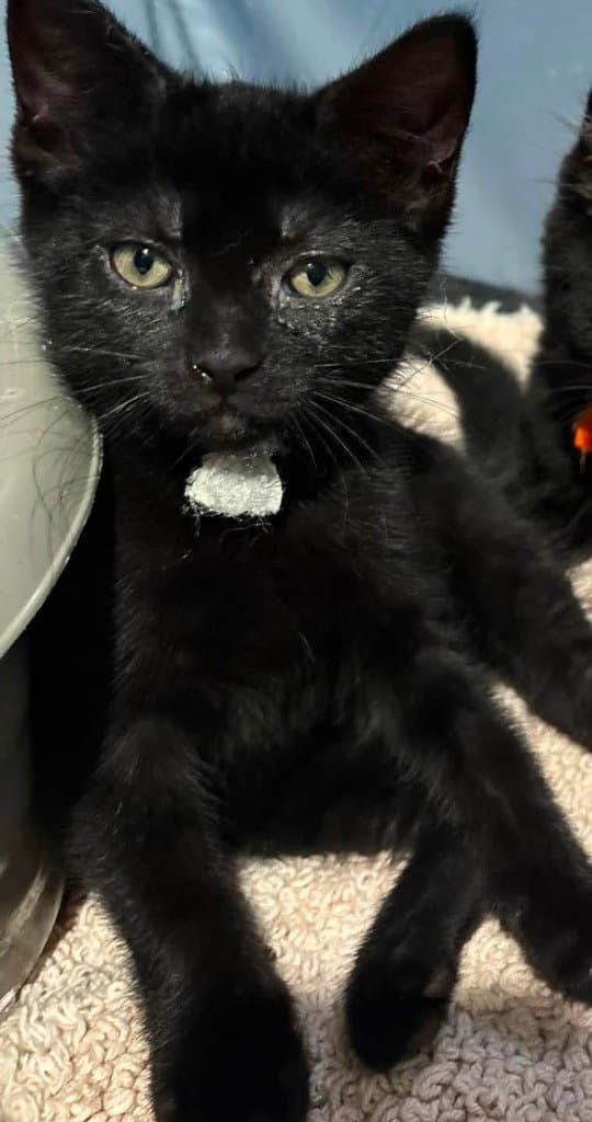 Fresno - American Shorthair