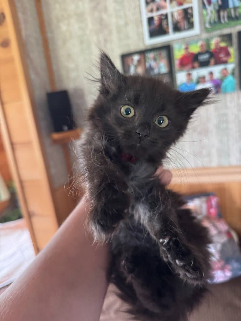 Paprika - American Shorthair