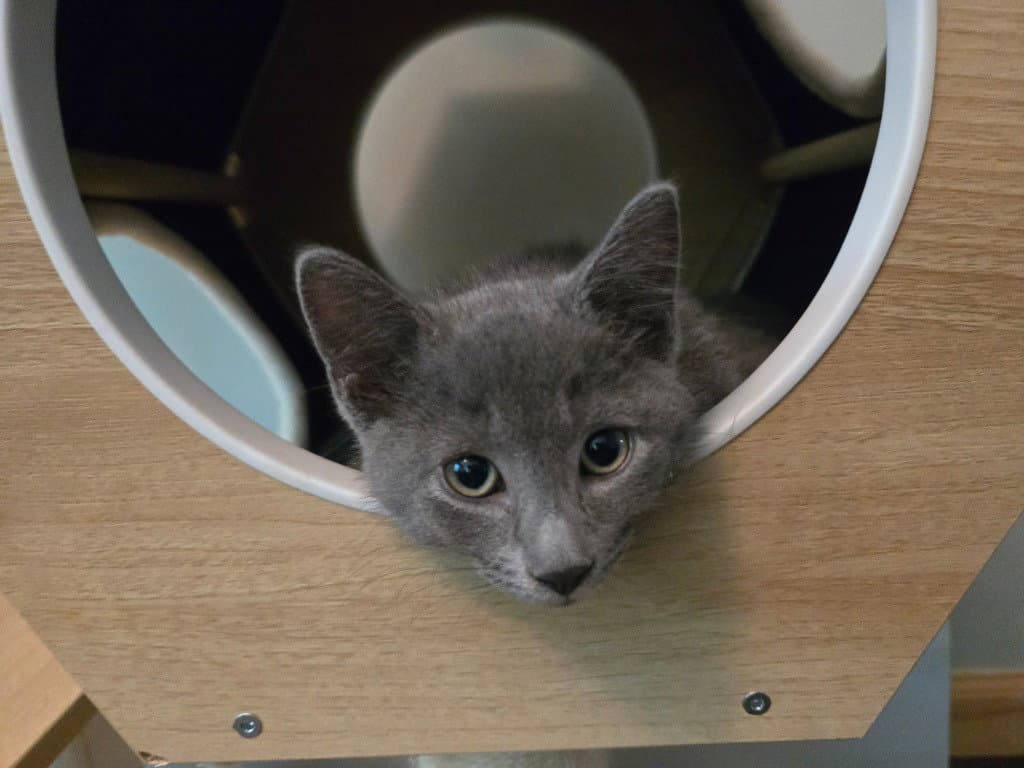Janey - Domestic Short Hair