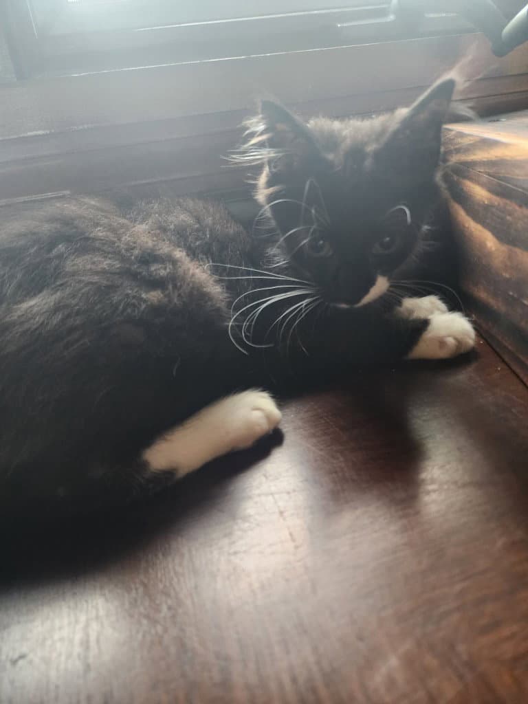Sir Wellington