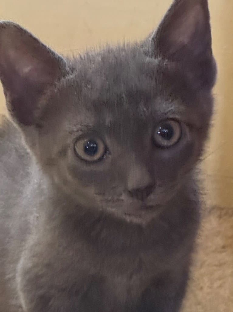 Sawyer - American Shorthair
