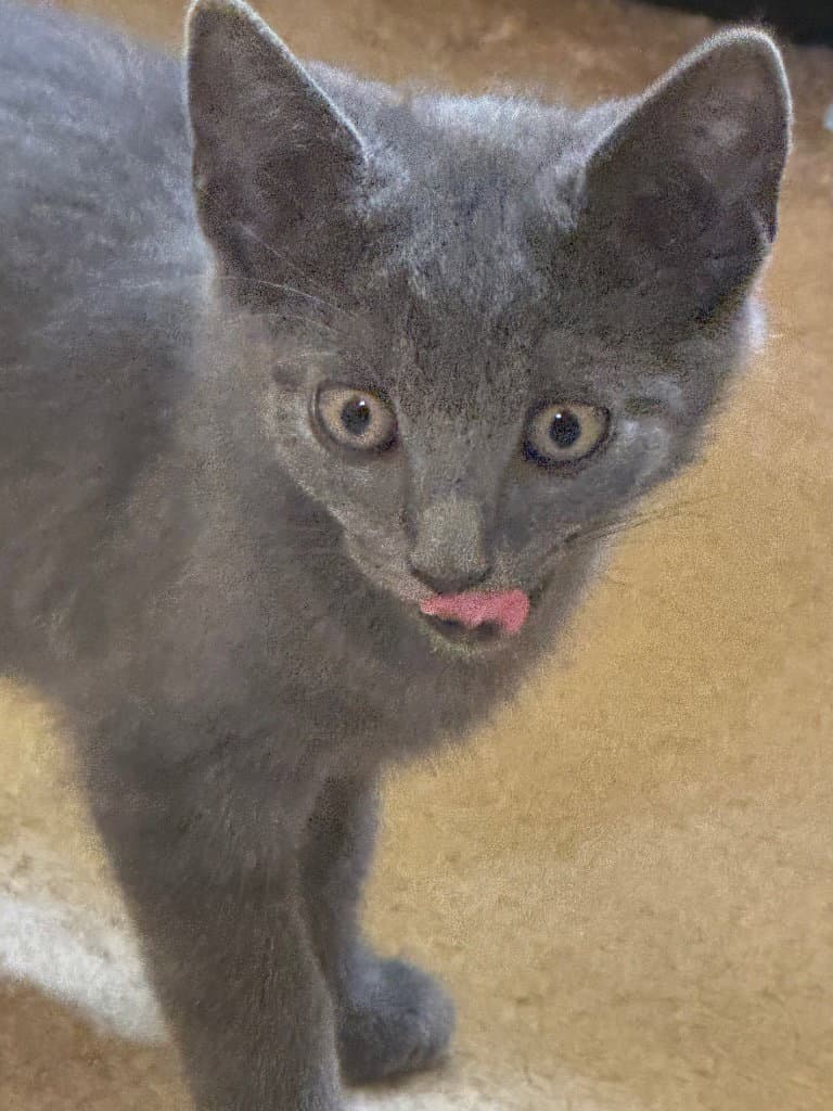 Magnus - American Shorthair