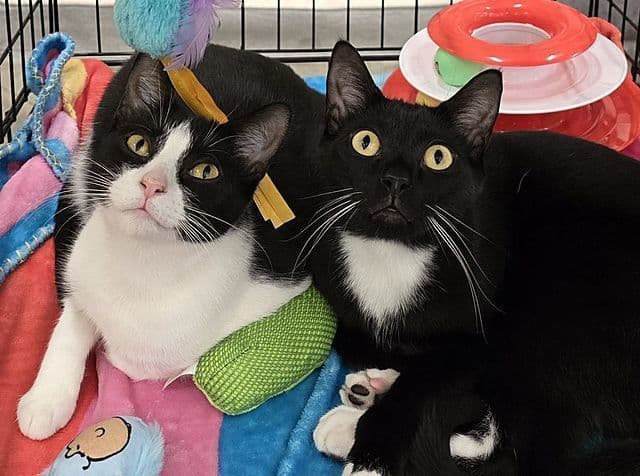 Swiss Miss - Domestic Short Hair
