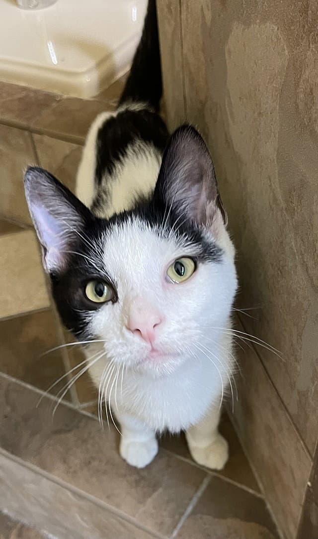 Balderdash Adams - Domestic Short Hair
