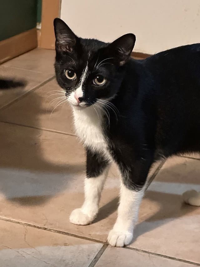 Armenia - Domestic Short Hair