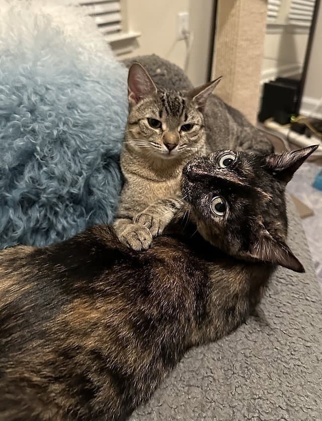 Belia - Domestic Short Hair