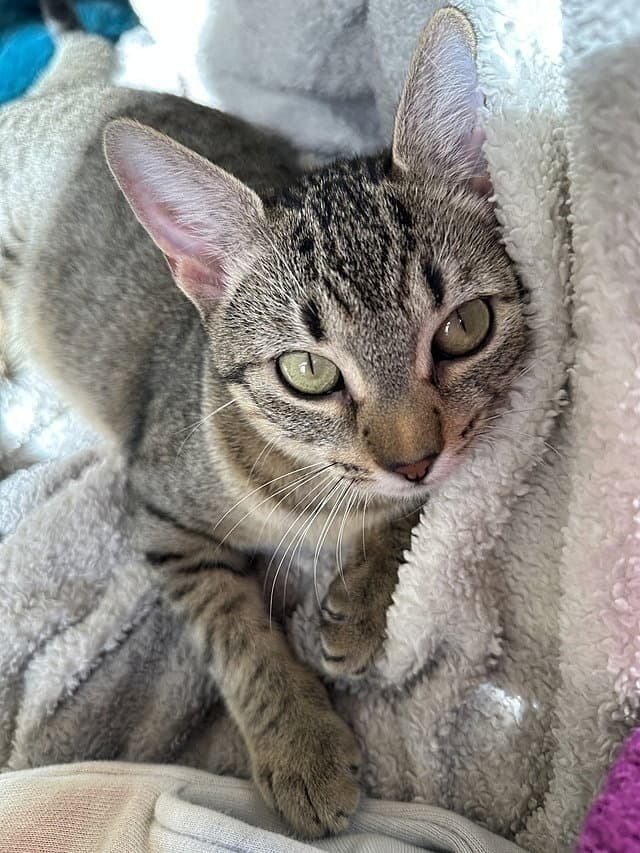 Lexi - Domestic Short Hair
