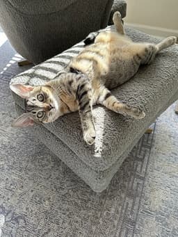 Lexi image 3