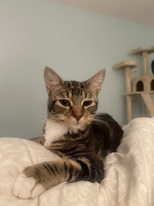 Spencer - Domestic Short Hair